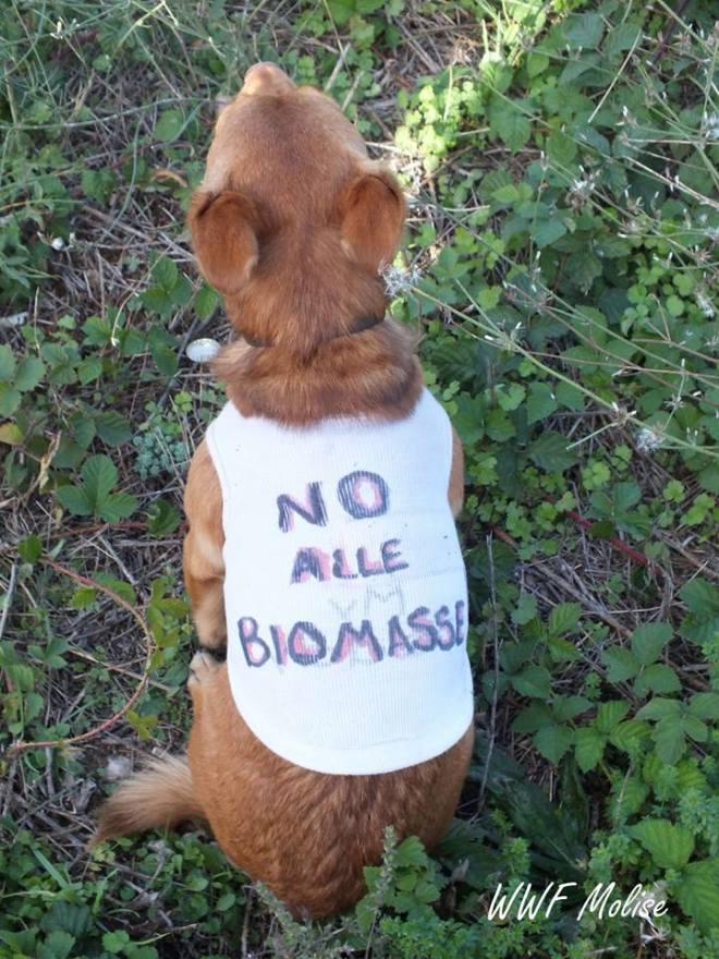 cane no biomasse